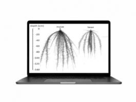 植物根系表型系统
